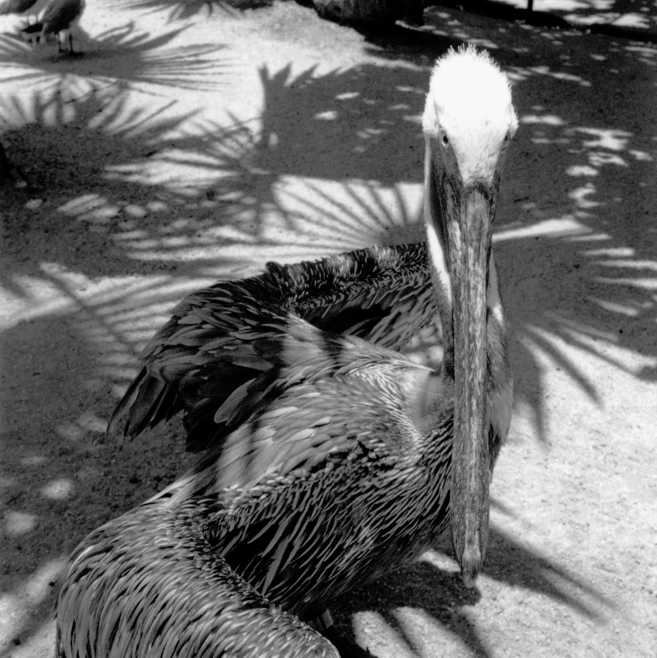 Jpeg4-14-20FINALPelican Pic!.jpeg