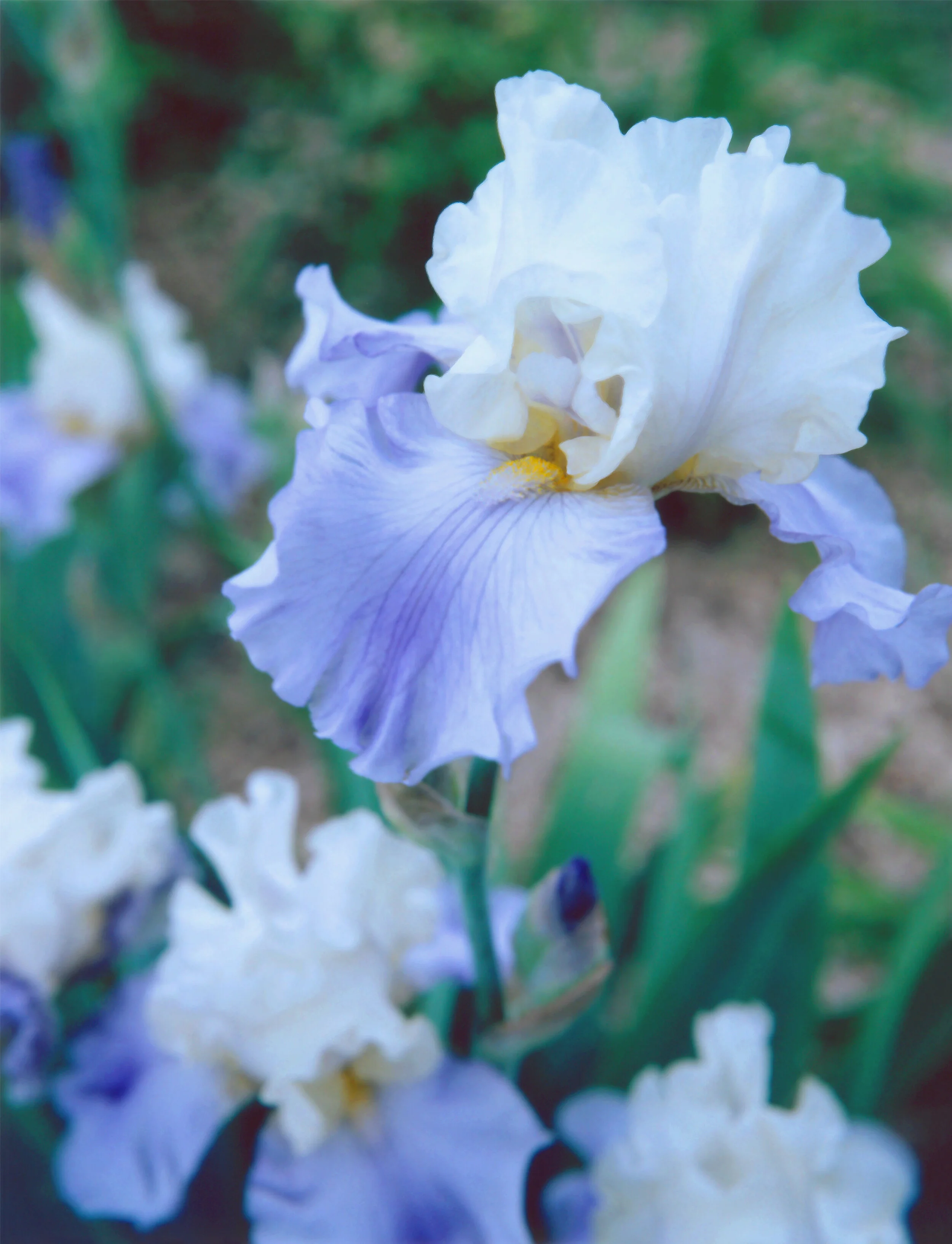 JPEGThecorrectRISINGIRIS13.72 x 10.5.jpeg