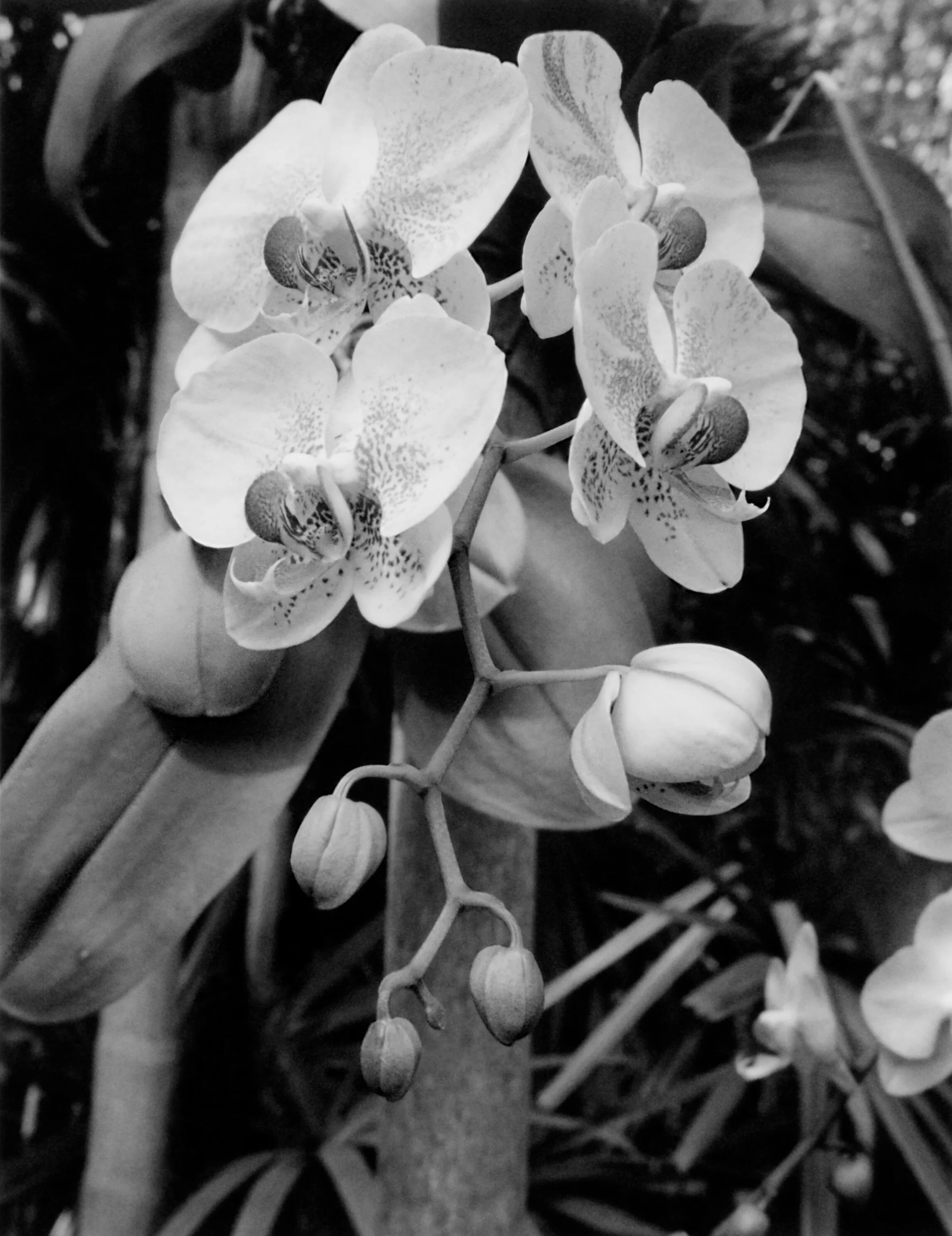 Joeg4-01-18BWOrchids.jpeg