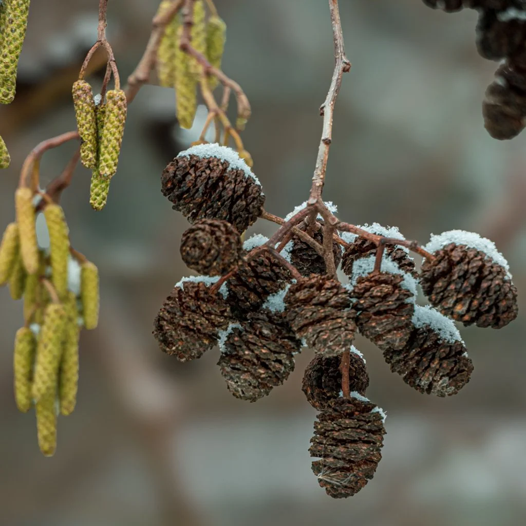 alnus-incana-seed-heads-and-catkins.jpg