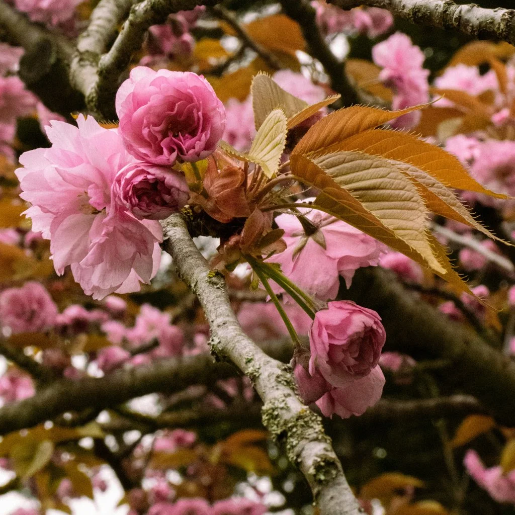 Prunus serrulata 'Kanzan' - Japanese Cherry Trees