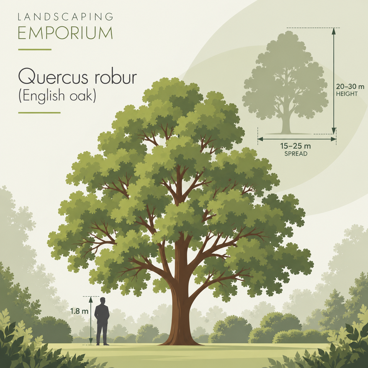 mature-size-diagram-quercus-robor.png