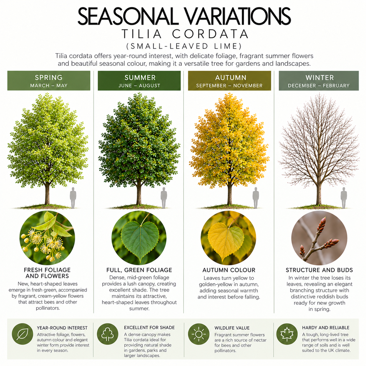 tilia-cordata-seasonal-variations.png