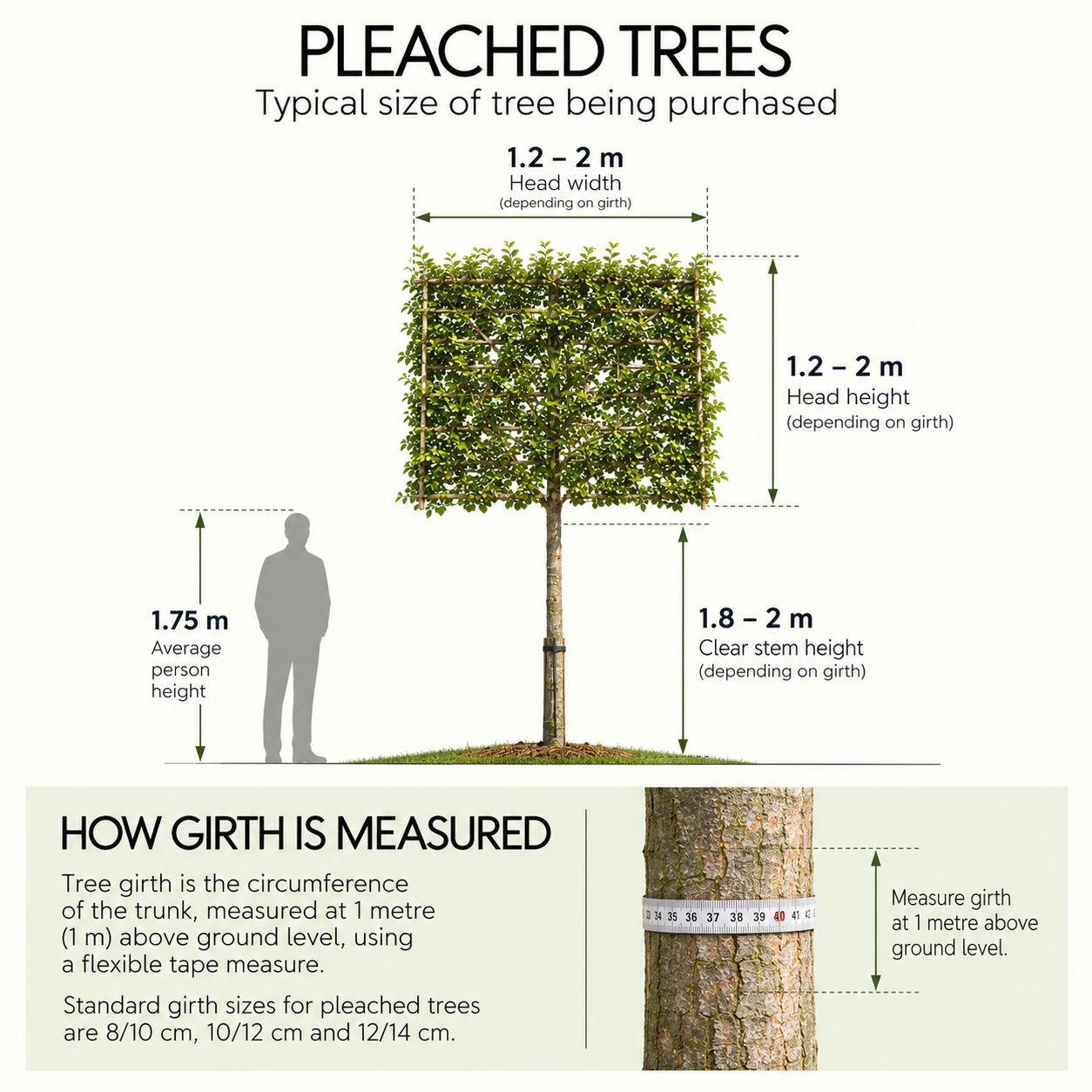 pleached-trees-size-and-girth-guide.png