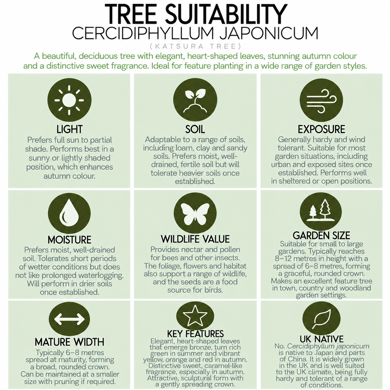 tree-suitability-guide-cercidiphyllum-japonicum.png