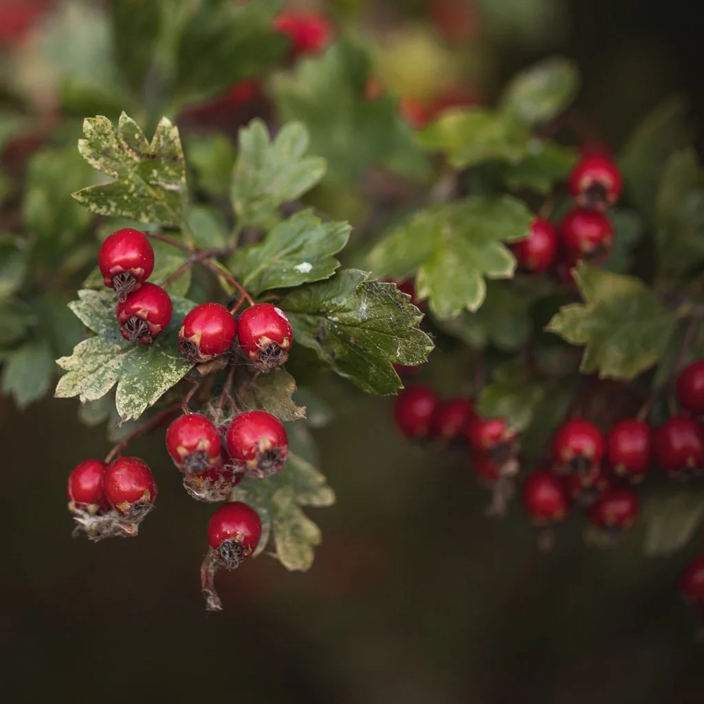 Crataegus laev. 'Paul's Scarlet' - Paul’s Scarlet Hawthorn