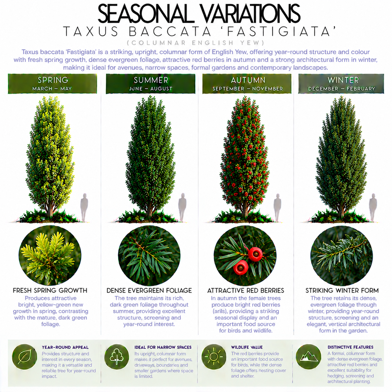 taxus-baccata-fastigiata-seasonal-variation.png