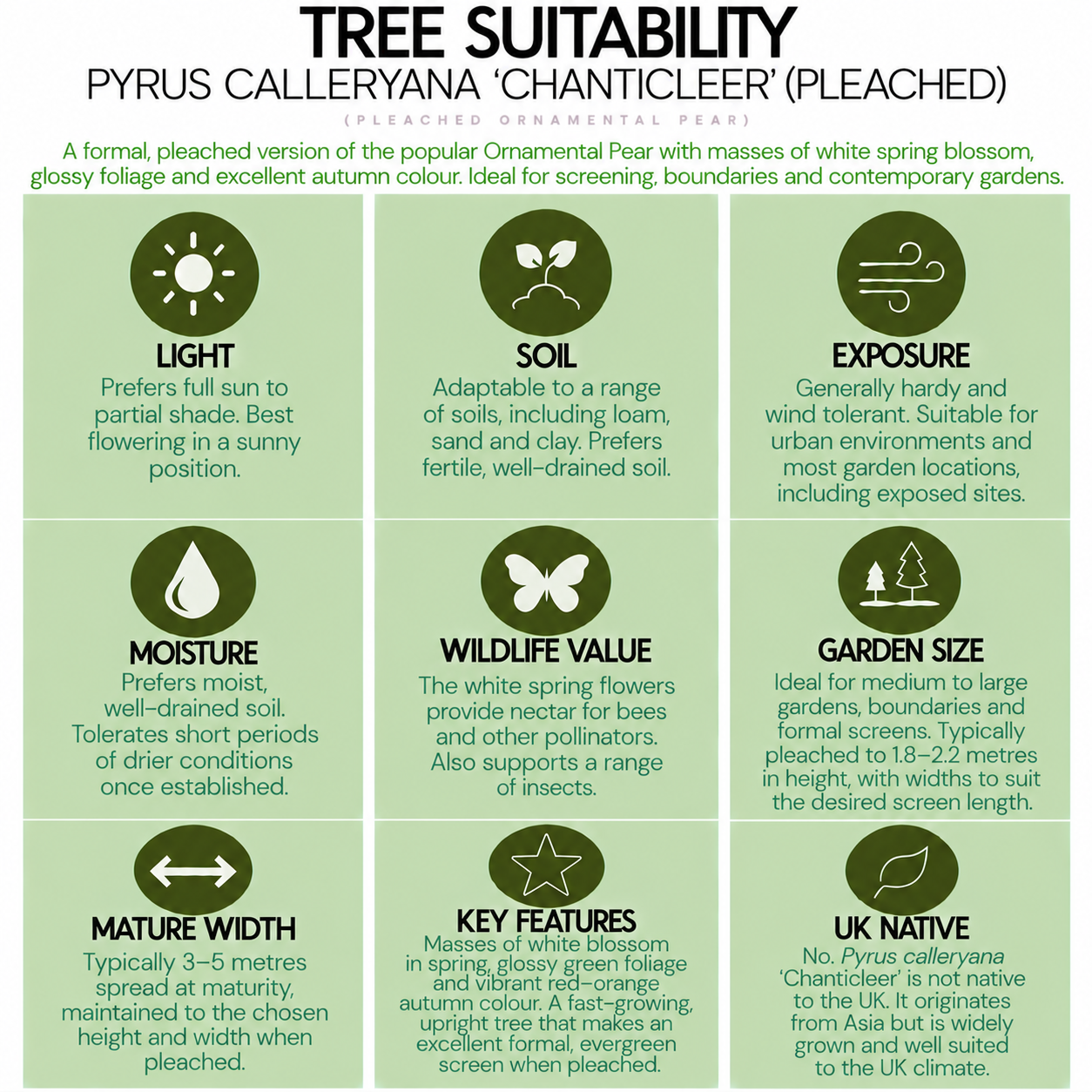 tree-suitability-guide-pyrus calleryana-chanticleer-pleached.png