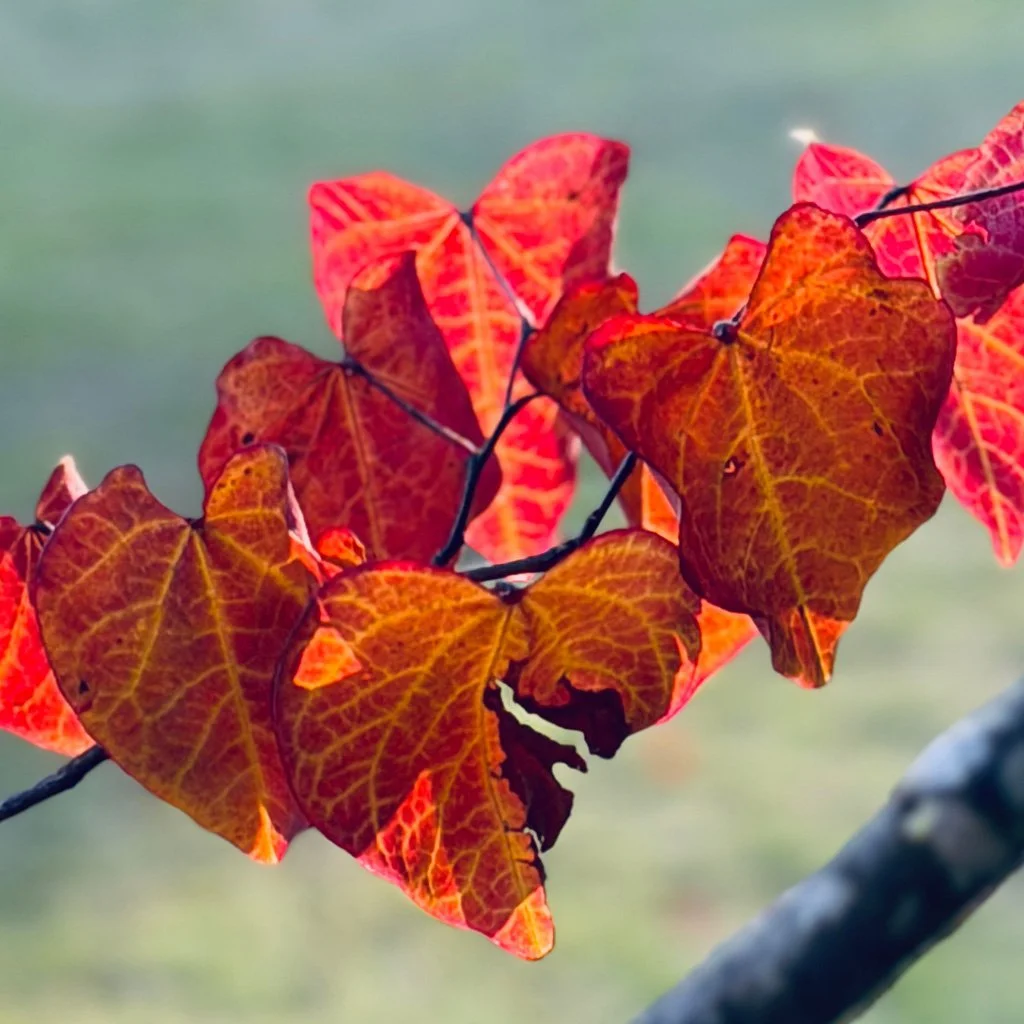 Cercis canadensis – Eastern Redbud Tree