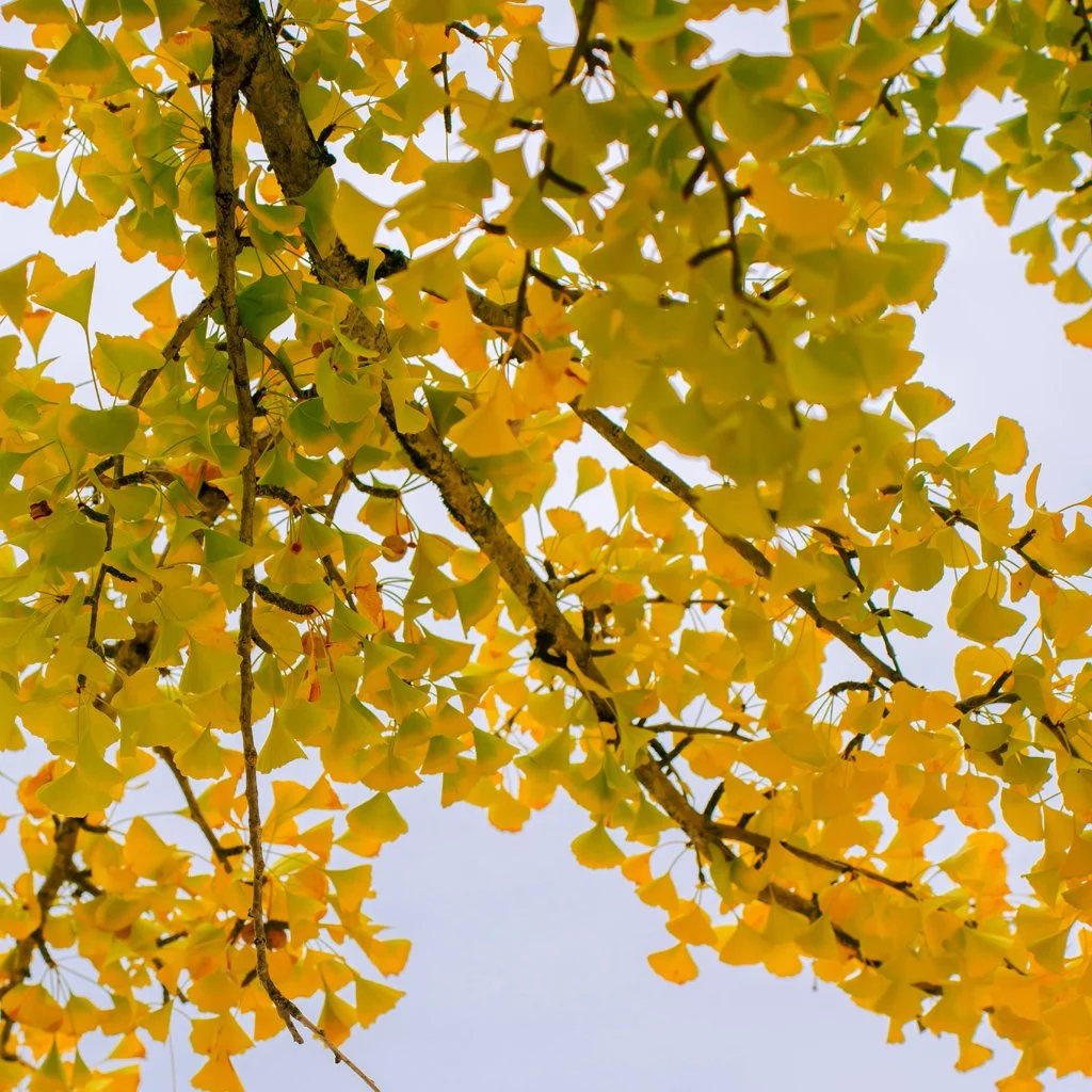 ginkgo-biloba-autumn.branches.jpg