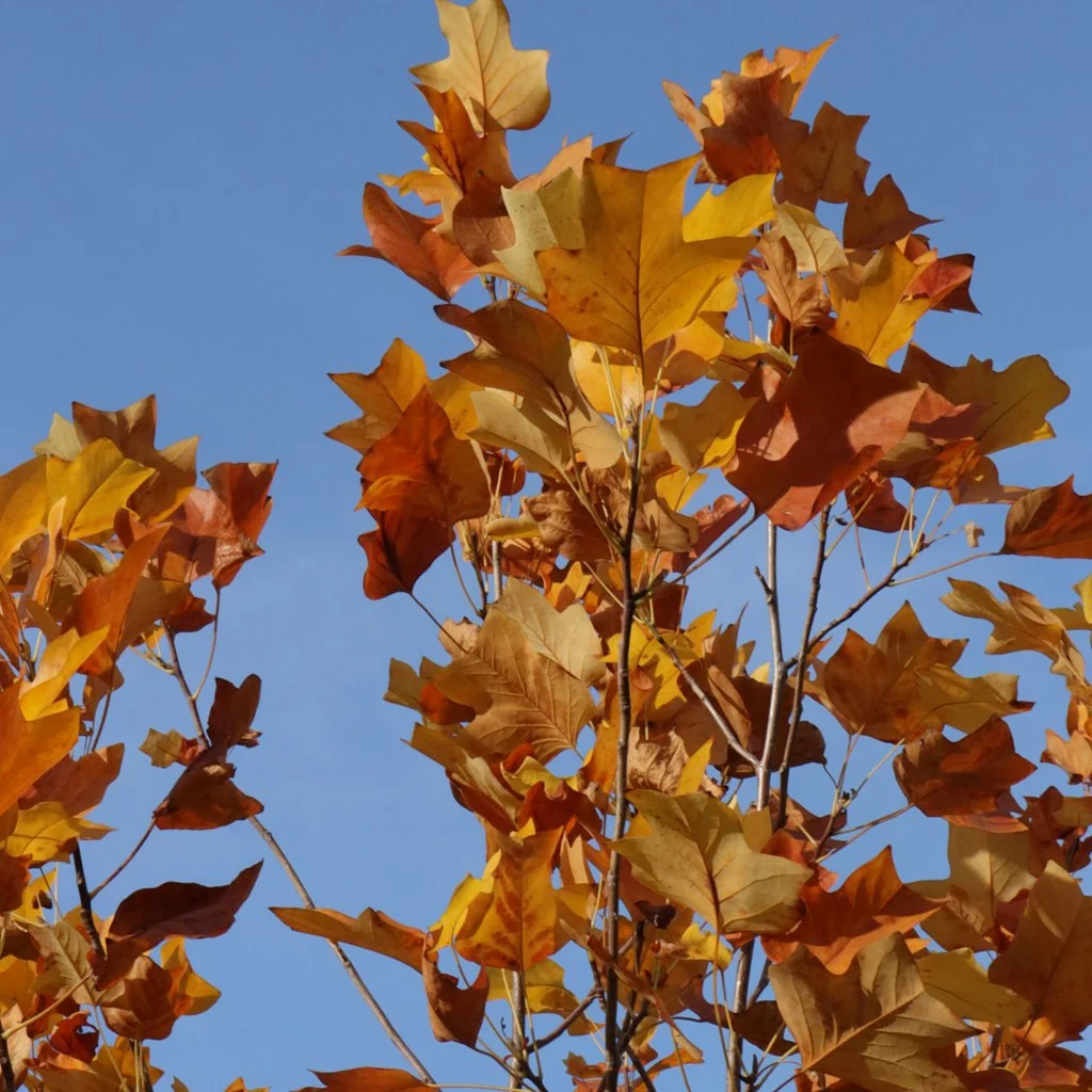 liriododendron-tulipifera-autumn-leaves.jpg