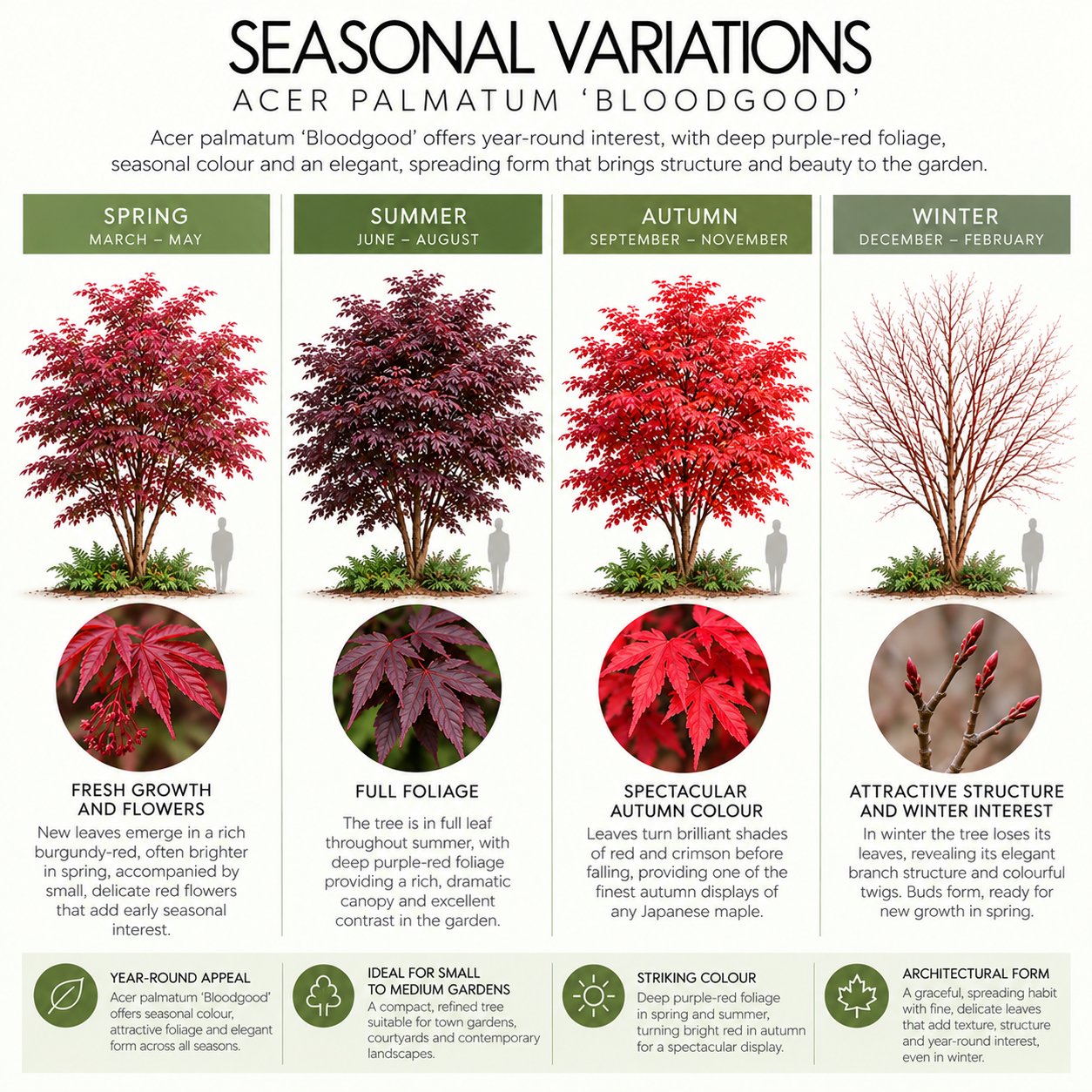acer-palmatum-bloodgood-seasonal-variation.png