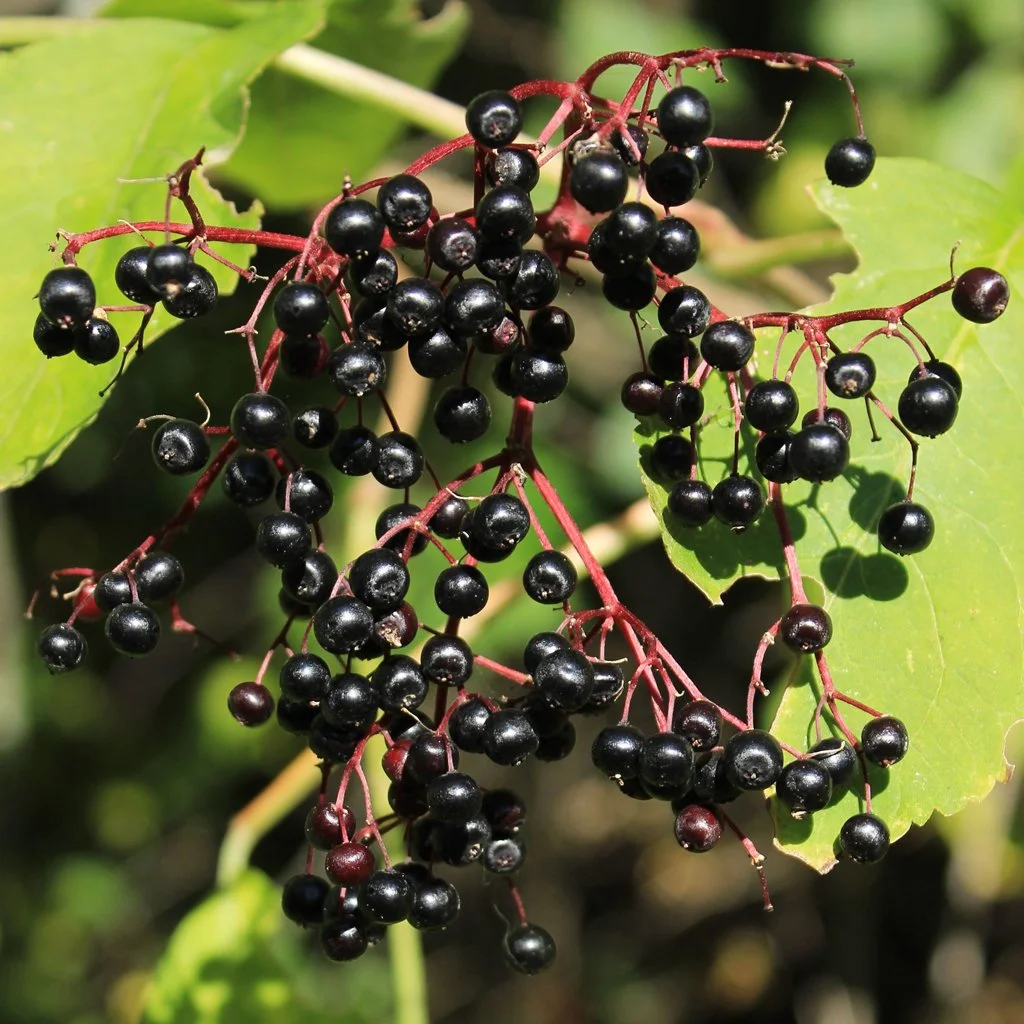 sambucus-nigra-hedge-berries.jpg