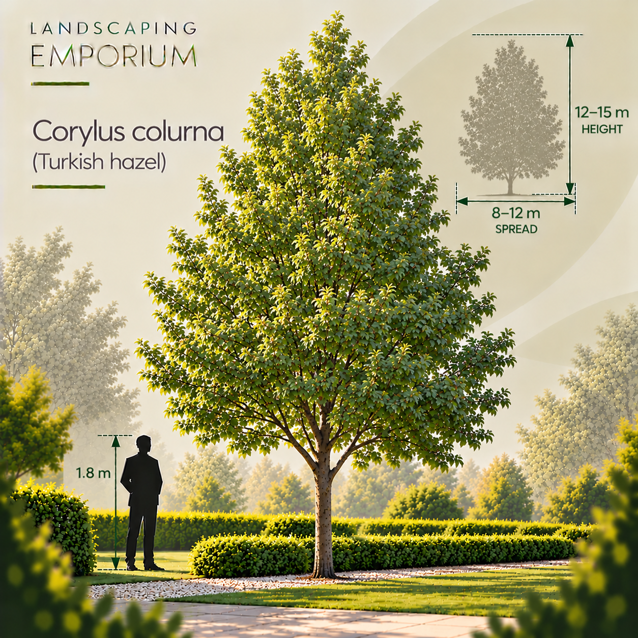 mature-size-diagram-corylus-colurna.png