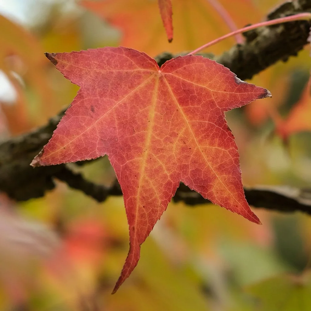 liquidambar-styraciflua-worplesdon-autumn-leaf.jpg