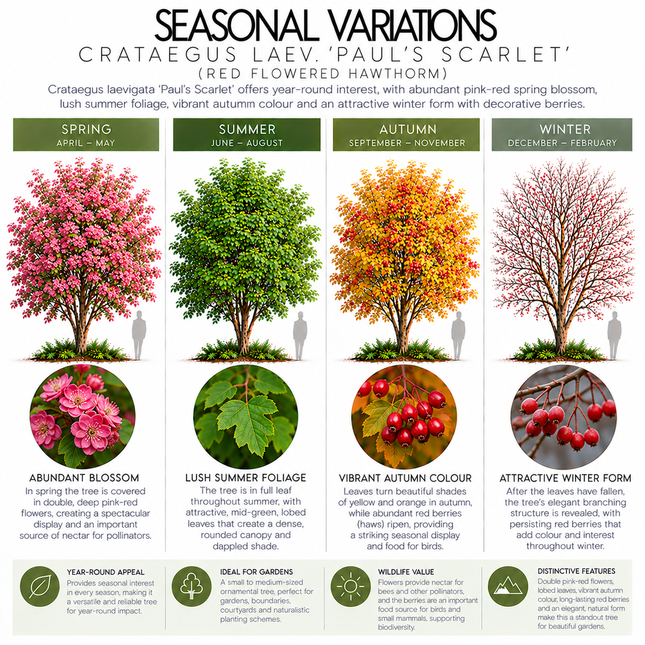 seasonal-variations-of-crataegus-laev-pauls-scarlet.png