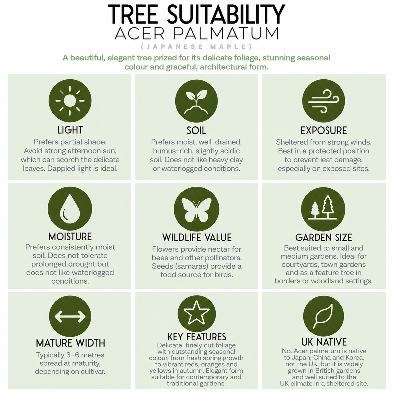 tree-suitability-guide-acer-palmatum.png
