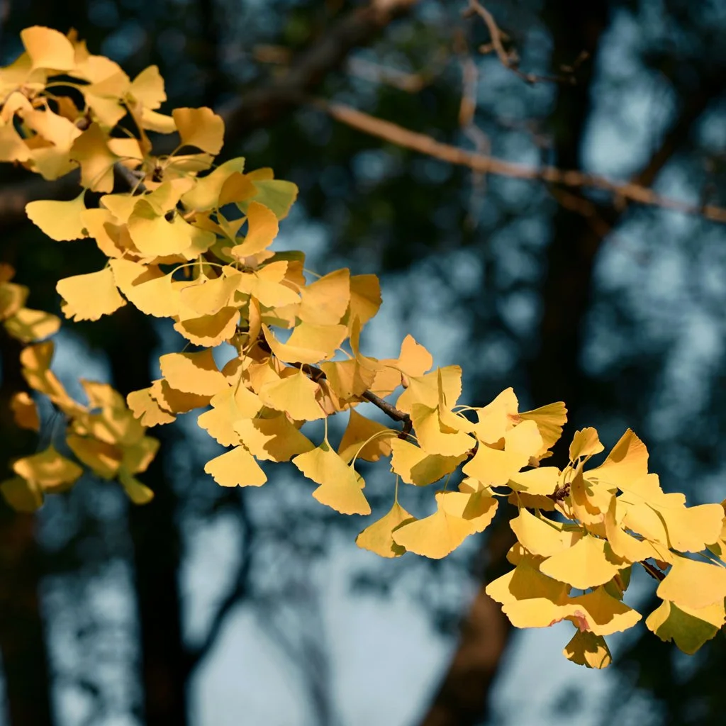 ginkgo-biloba-autumn.branch.jpg