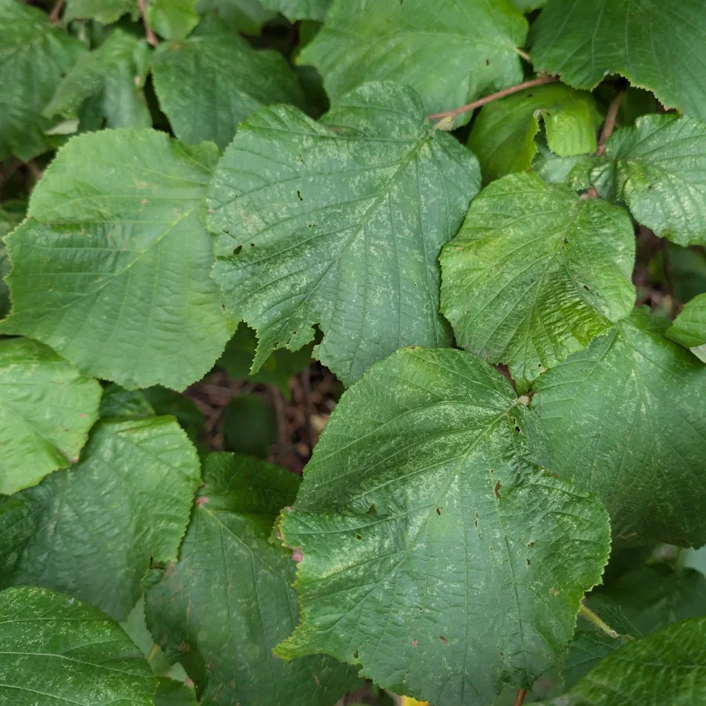 corylus-avellana-leaves.jpg