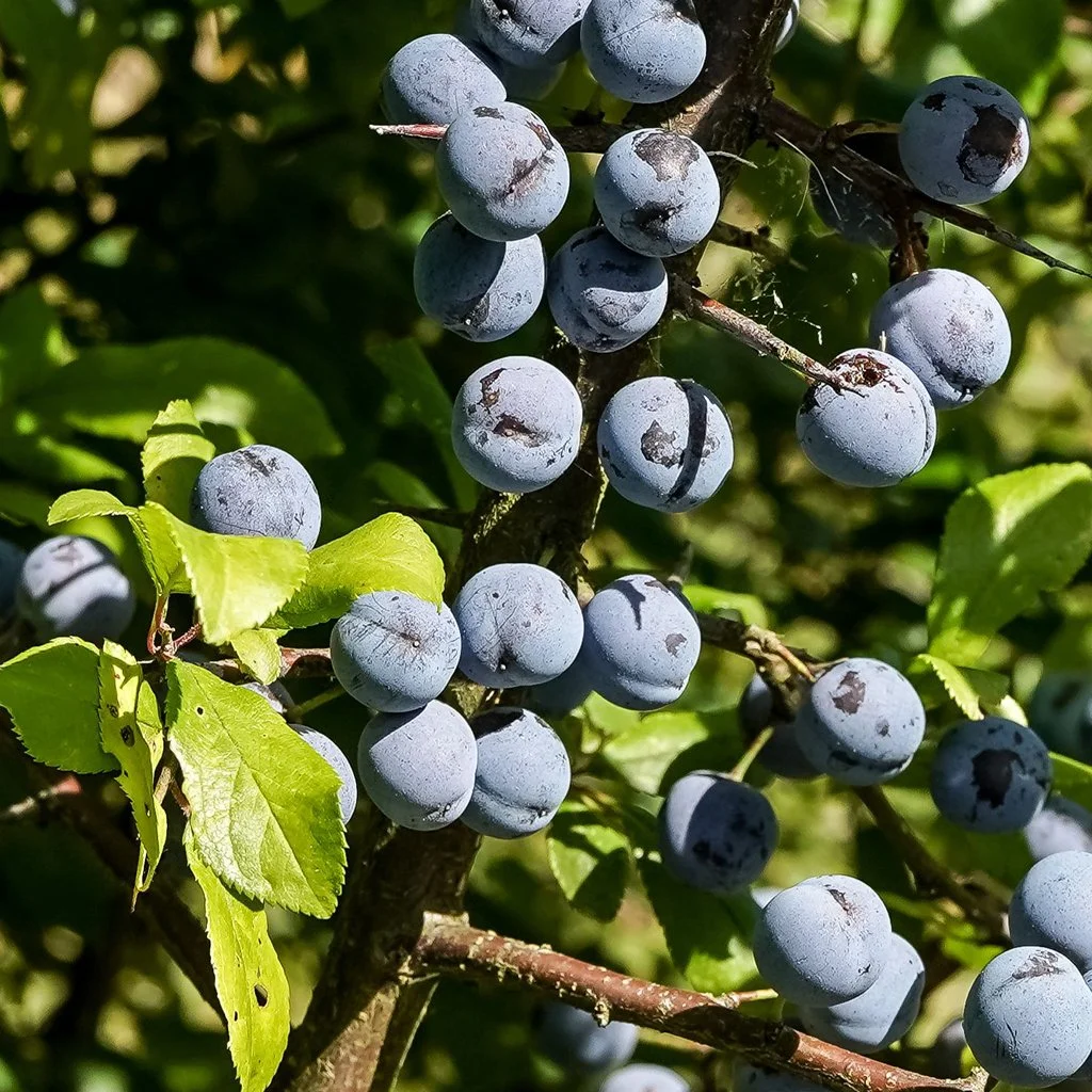 prunus-spinosa-hedge-fruit.jpg