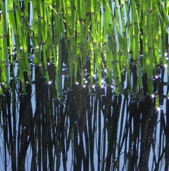 Water feature with Equisetum feature in Manchester
