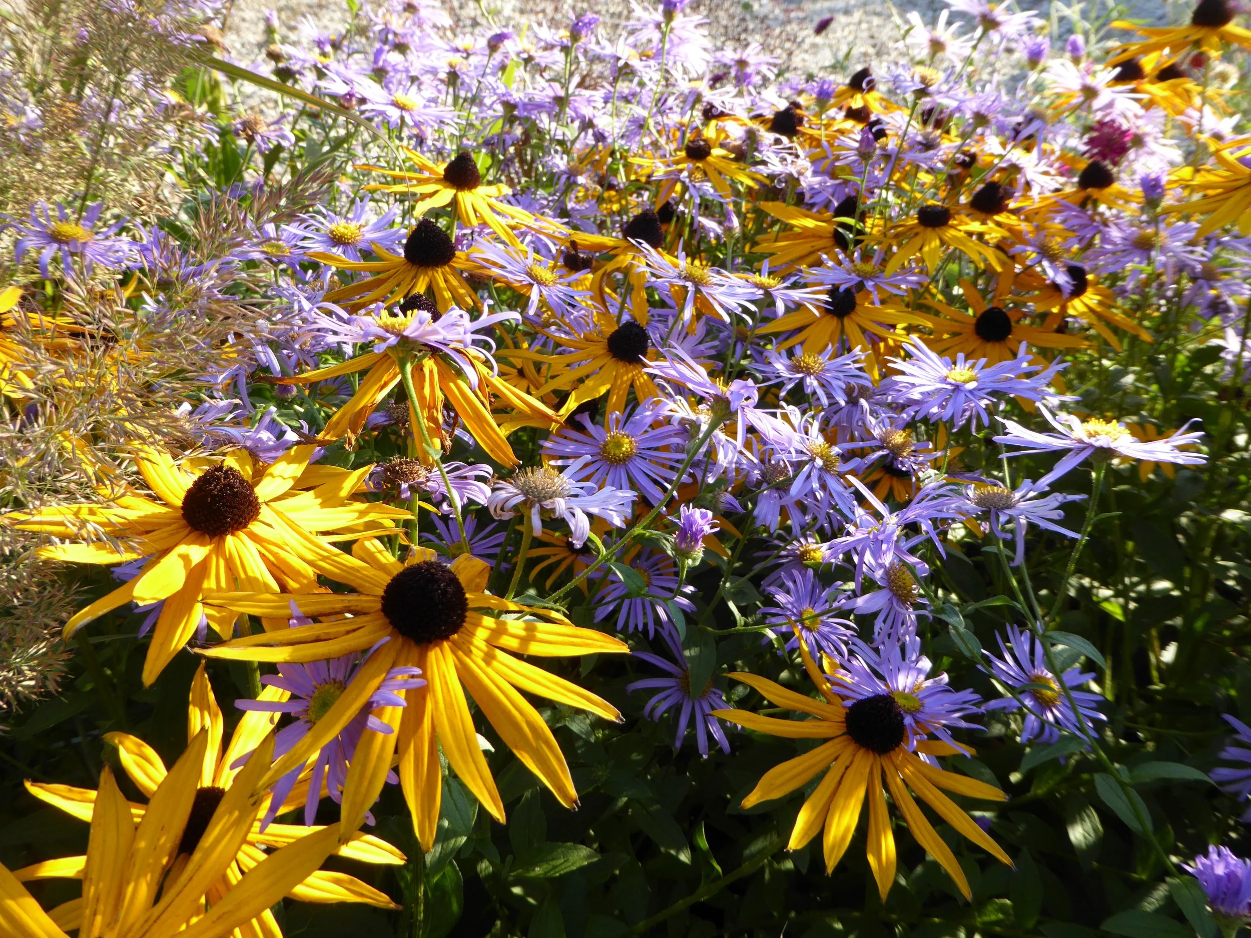 The Last Flowers of Summer: Plants That Keep the Garden Glowing