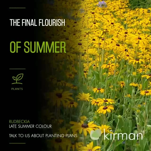🌼 THE FINAL FLOURISH OF SUMMER

As summer begins to edge towards autumn, Rudbeckias really come into their own.

Their masses of golden-yellow flowers and dark centres bring warmth and energy to borders at a time when many earlier summer plants are 