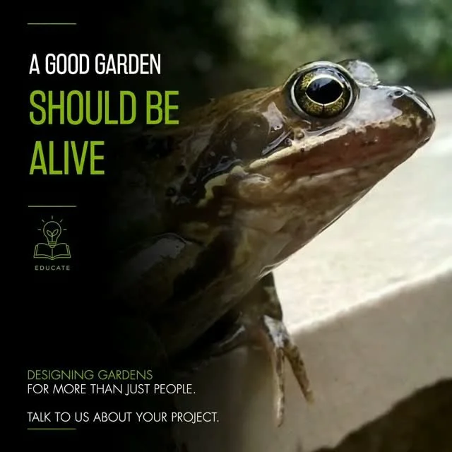 🐸 A GOOD GARDEN SHOULD BE ALIVE.

Finding a frog in the garden is something to celebrate.

Frogs are a valuable part of the garden ecosystem, feeding on slugs, snails, insects and other invertebrates &mdash; providing a completely natural form of pe