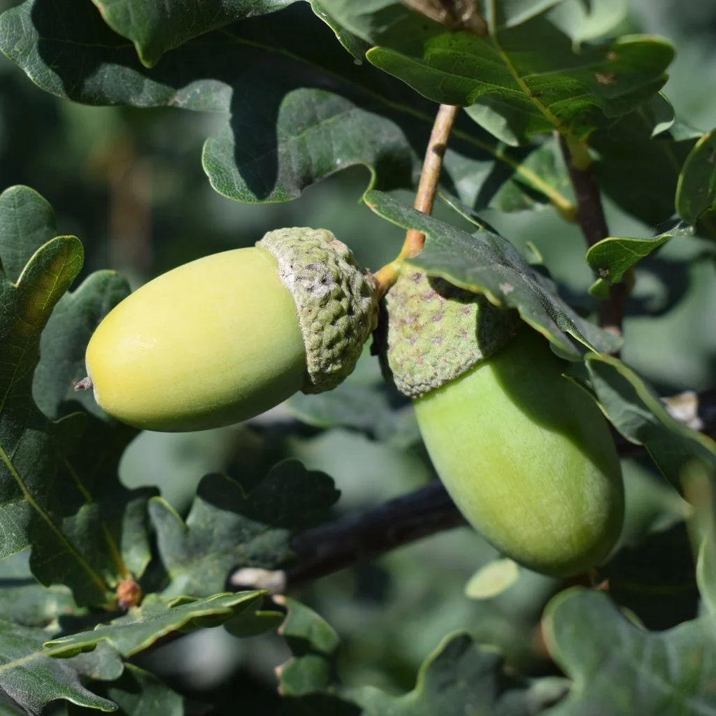 quercus-robur-acorns.jpg