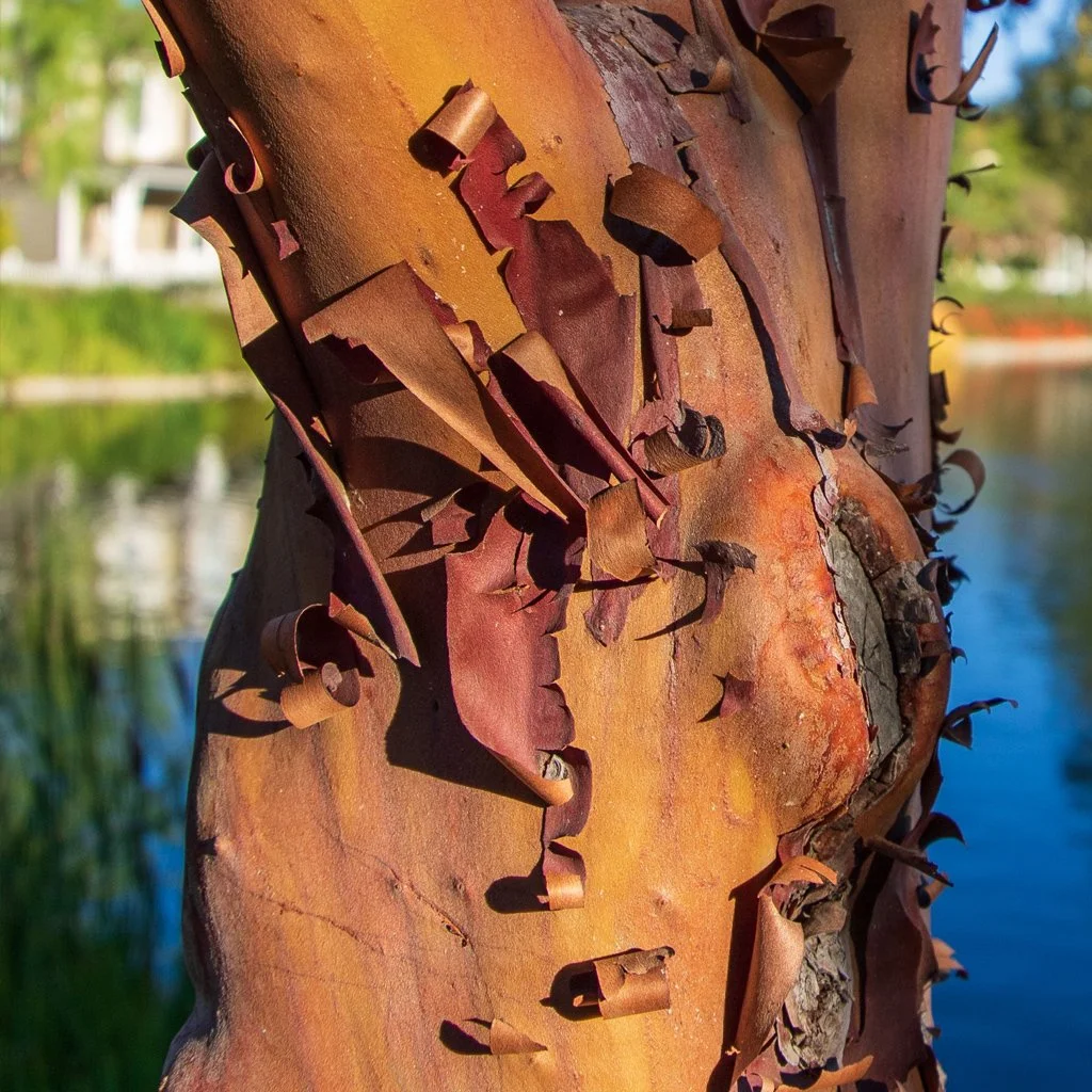 Acer griseum - Paperbark Maple Tree