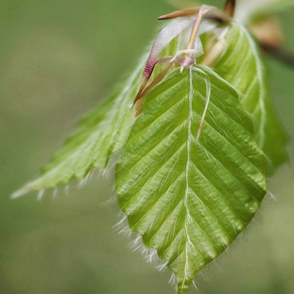 Fagus-sylvatica-hedging-spring-foliage.jpg