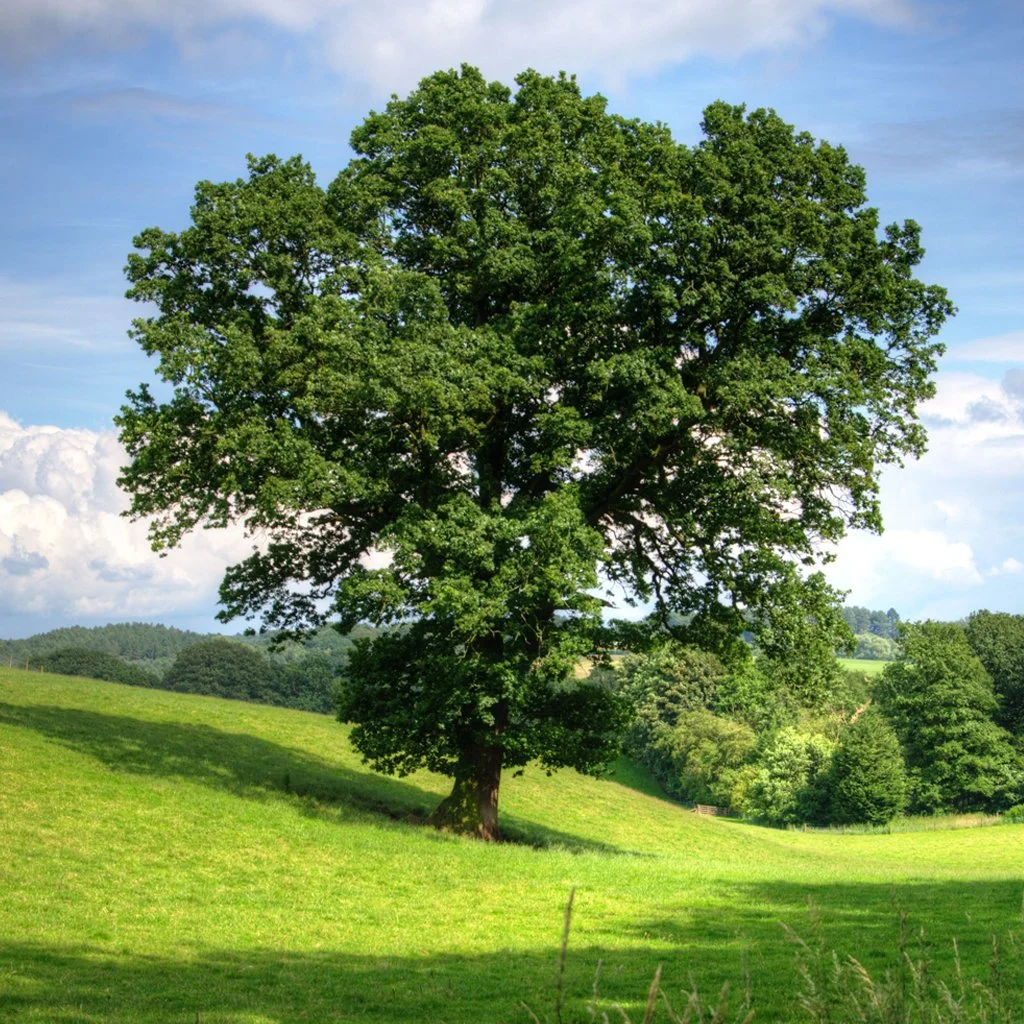 Quercus robur - English Oak Tree