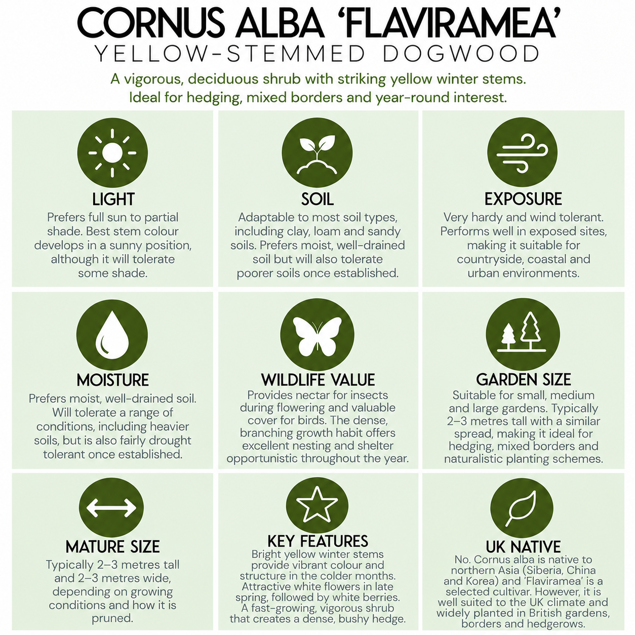 tree-suitability-guide-cornus-alba-flaviramea.png