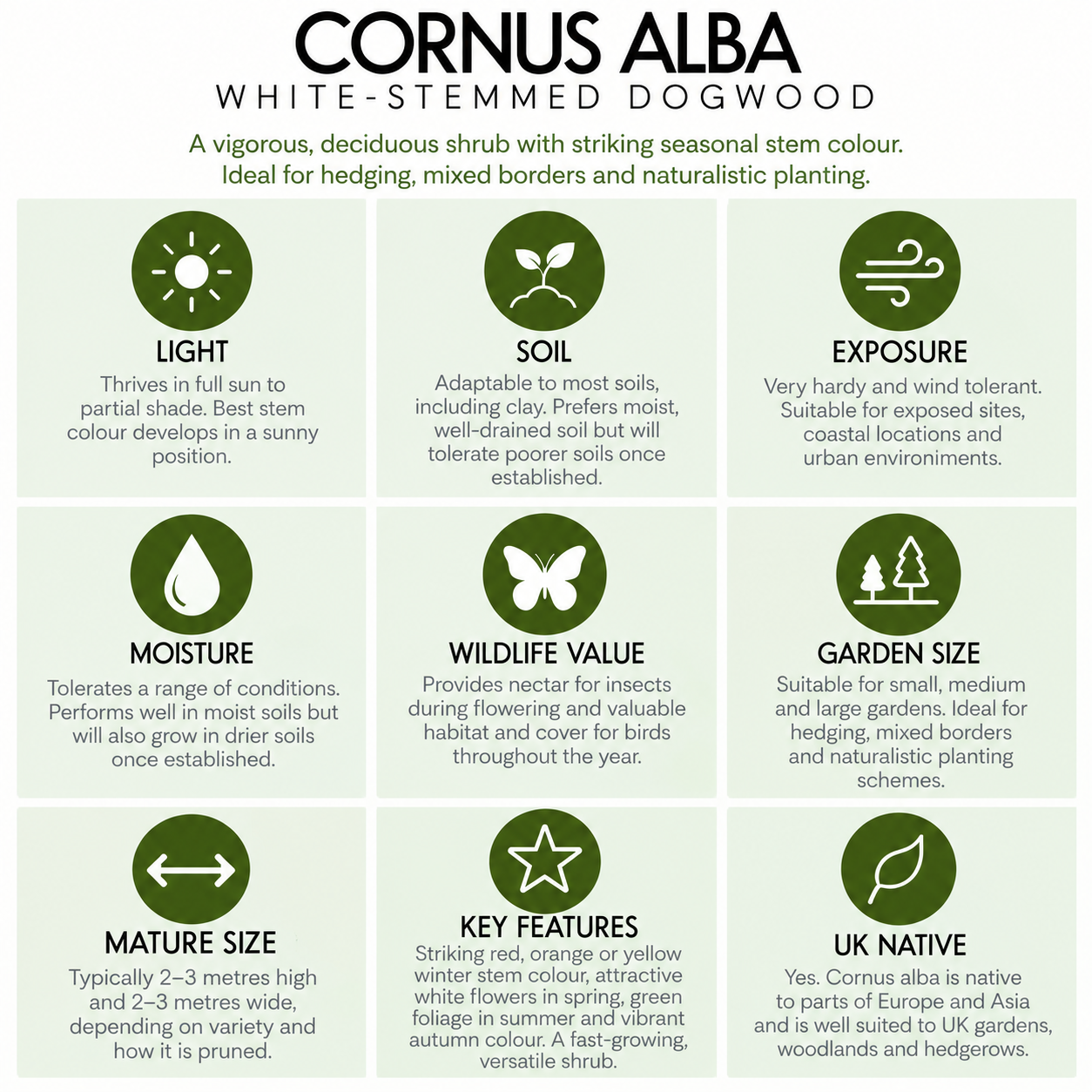 tree-suitability-guide-cornus-alba.png