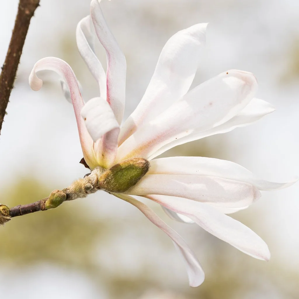 magnolia-stellata-stem-with-flower.jpg