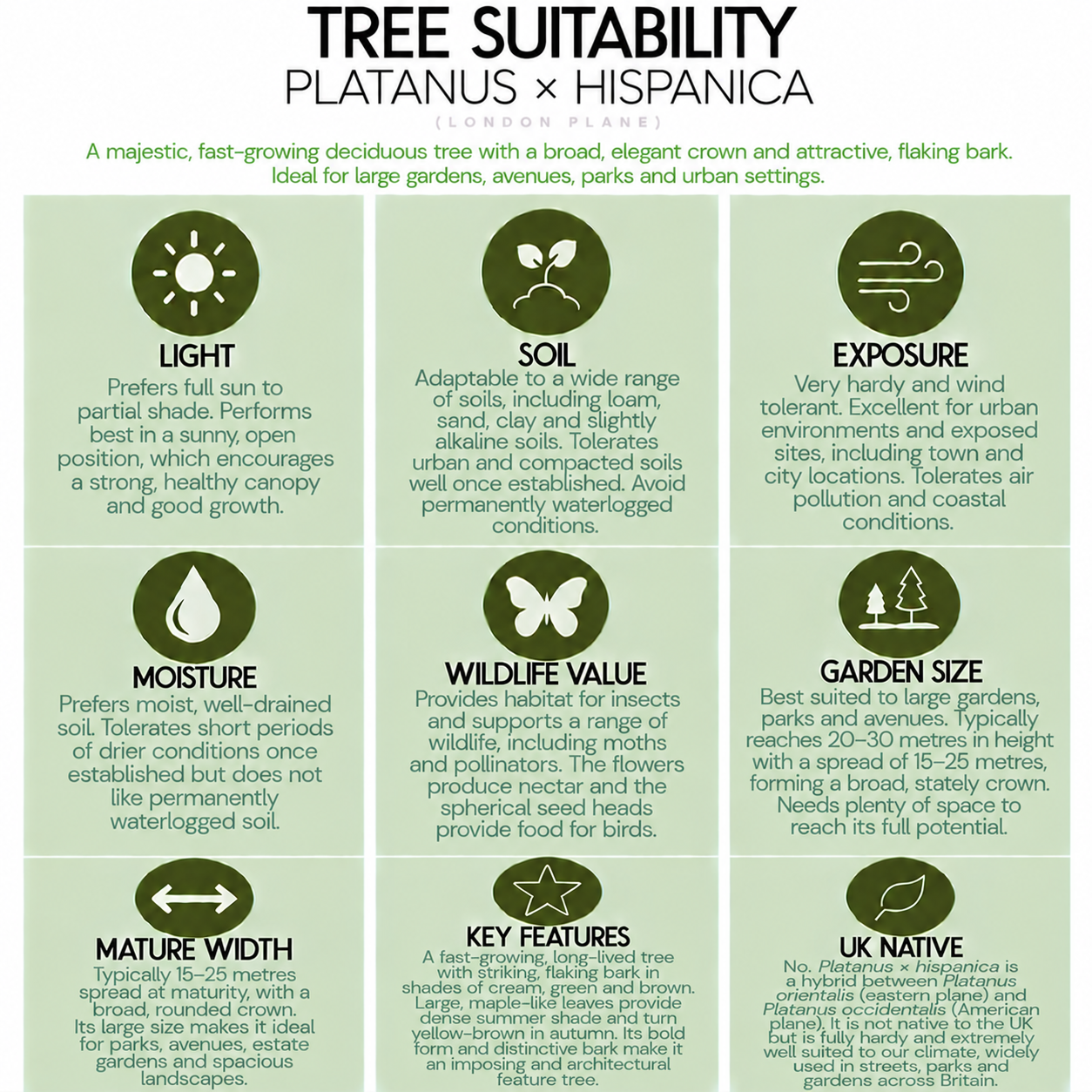 tree-suitability-guide-platanus-x-hispanica.png