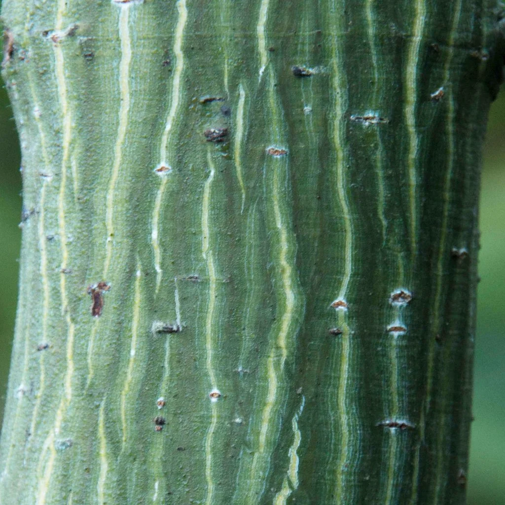 Acer Davidii - Snake Bark Maple