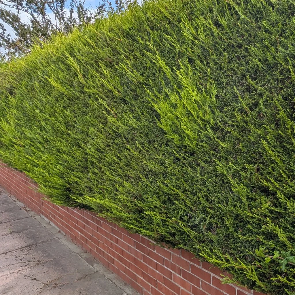 Thuja plicata 'Atrovirens' Hedging (Rootballed)