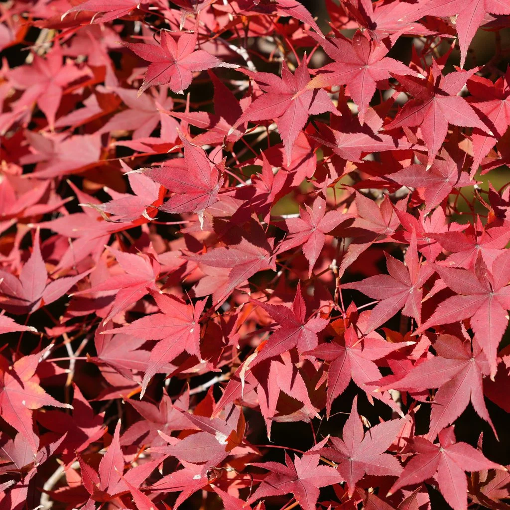 acer-palmatum-red-foliage.jpg