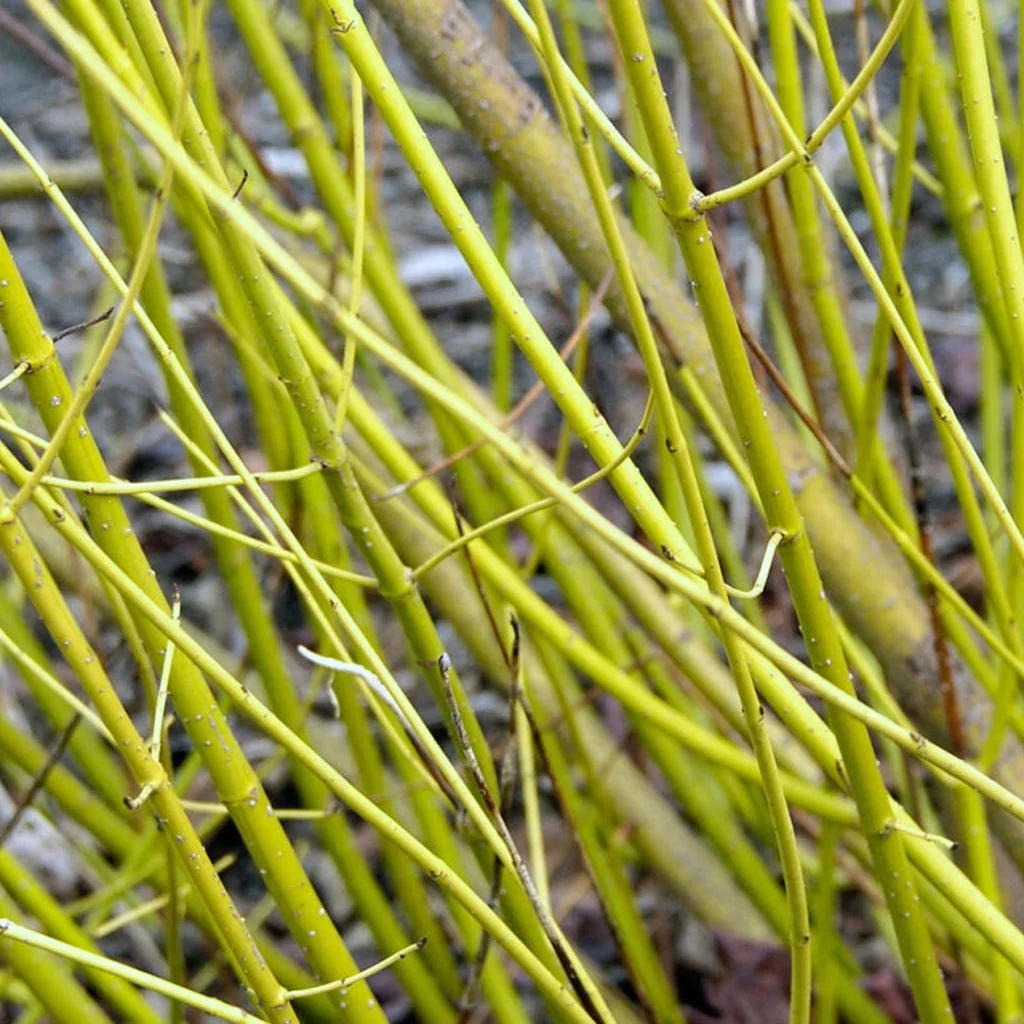 Cornus sericea 'Flaviramea' Hedging (Rootballed)