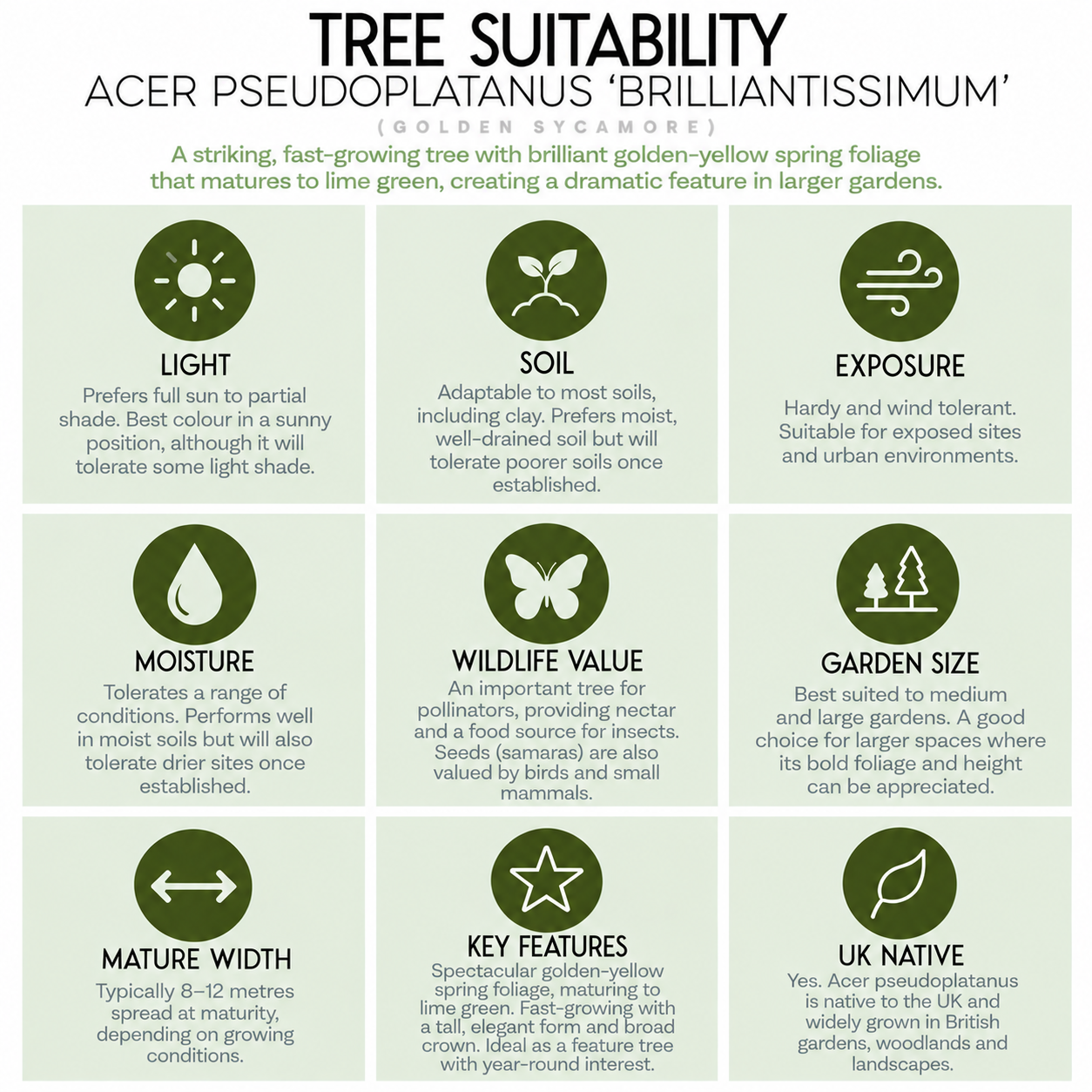 tree-suitability-guide-acer-pseudoplatanus-brilliantissimum.png