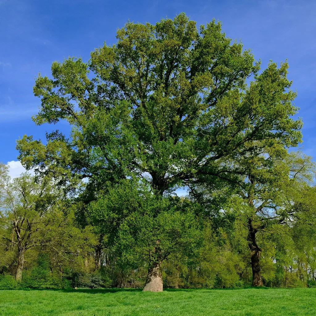 quercus-robur.jpg