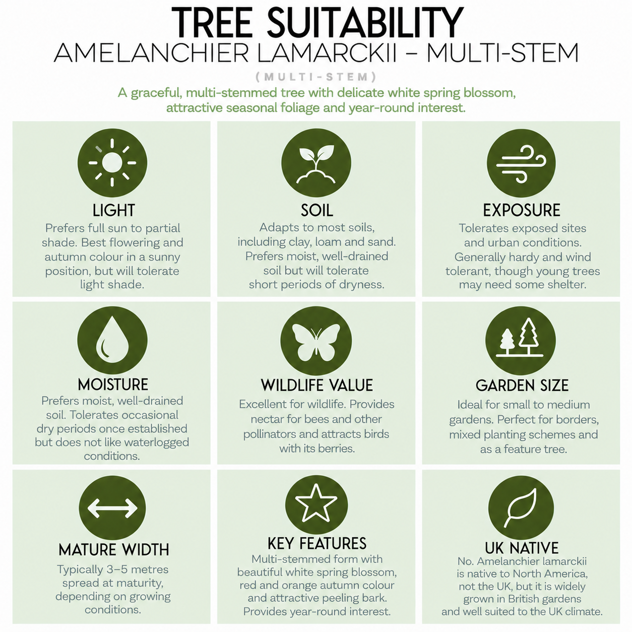 tree-suitability-guide-amelanchier-lamarcki-multi-stem.png