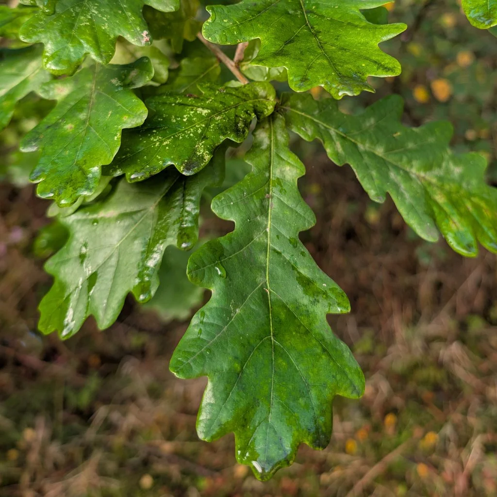 quercus-robur-leaves.jpg