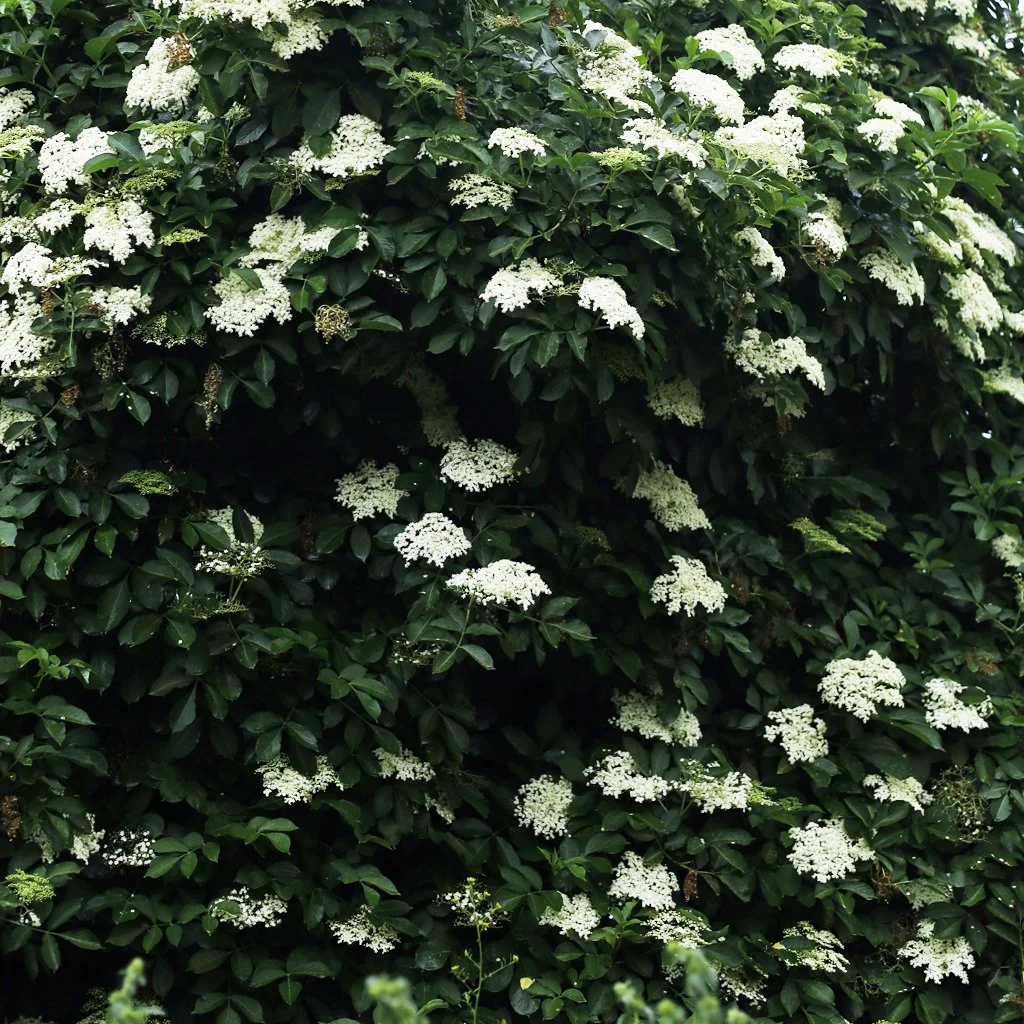 sambucus-nigra-hedging.jpg