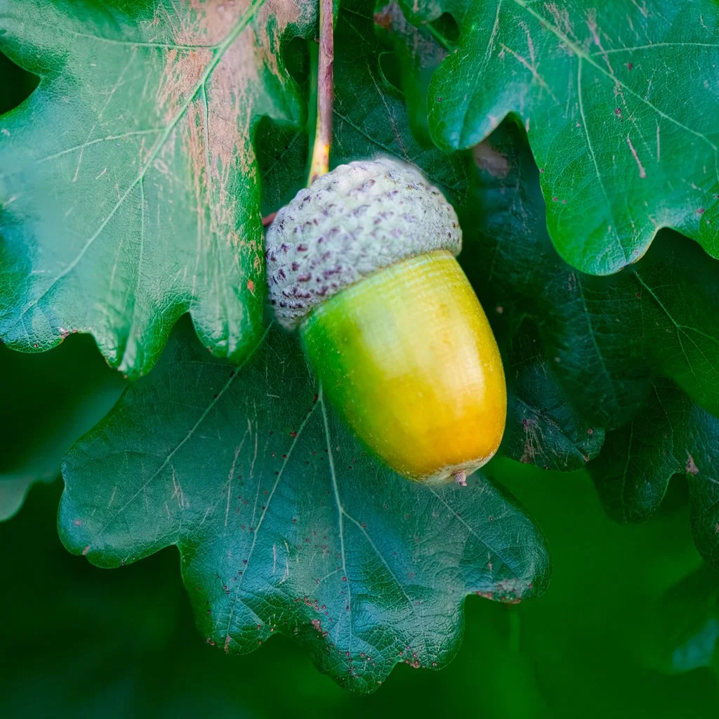 quercus-robur-hedge-acorn.jpg