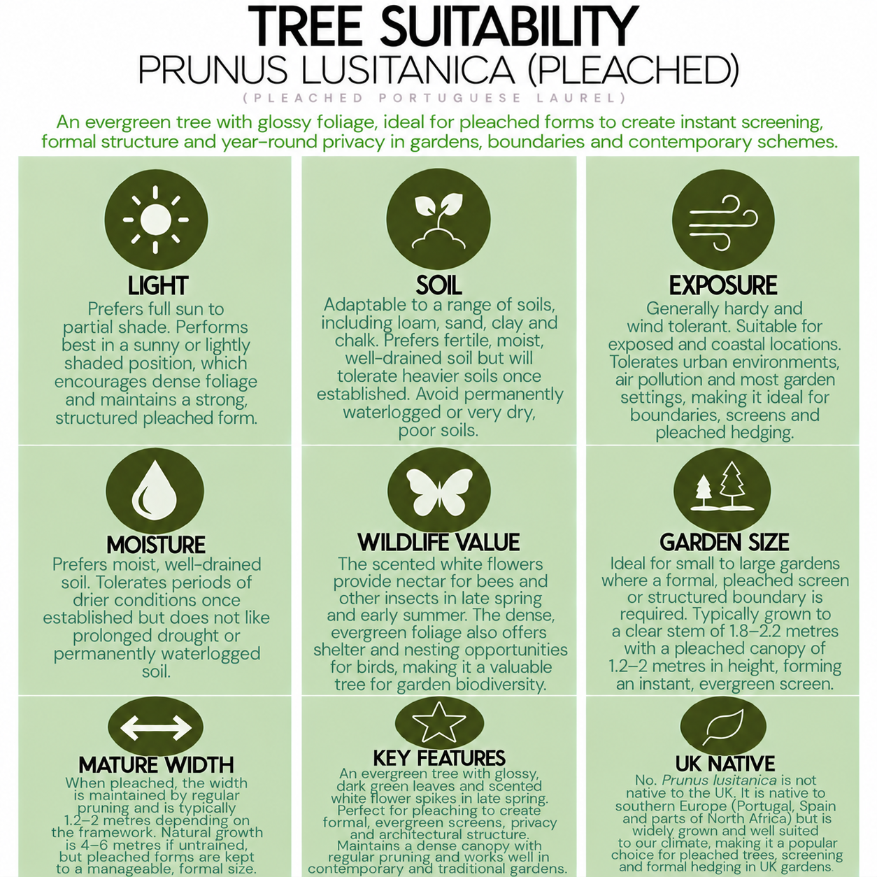 tree-suitability-guide-prunus-lusitanica-pleached.png