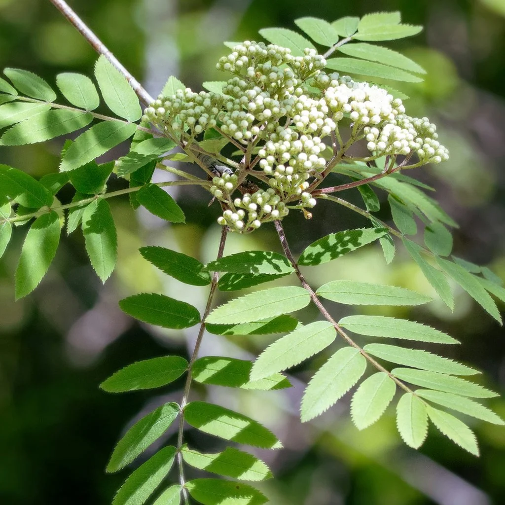 sorbus-aucuparia-hedging-flowers.jpg