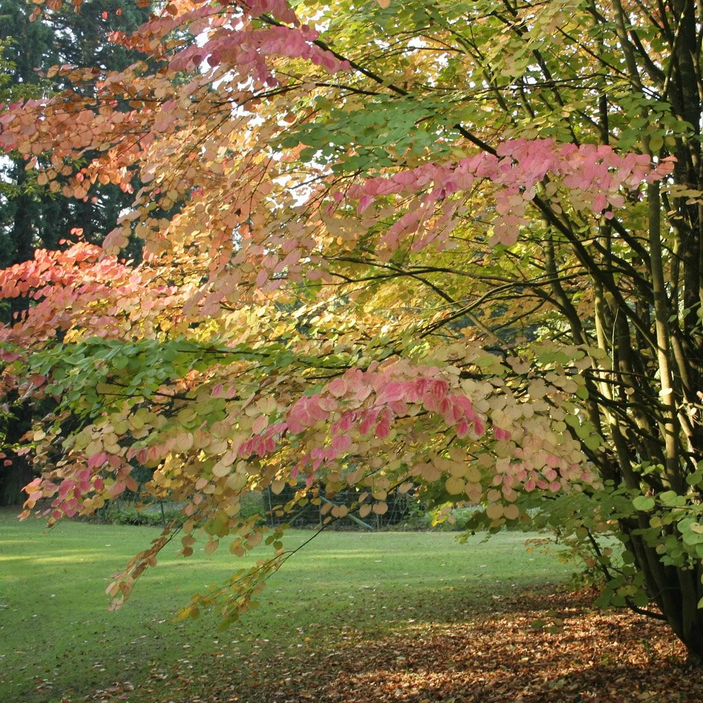 Cercidiphyllum japonicum – Katsura Tree