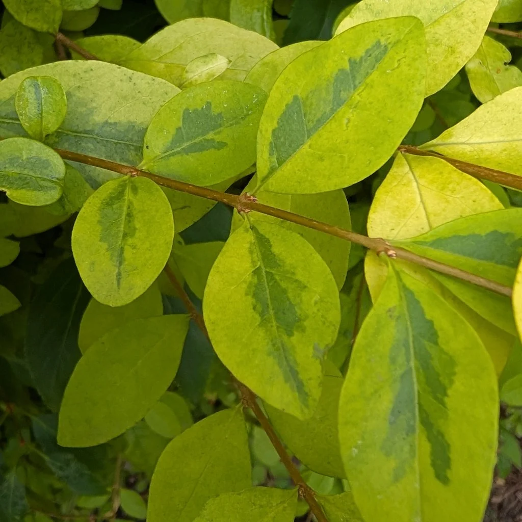 Ligustrum-ovalifolium-Aureum-hedge-foliage-close-up.jpg